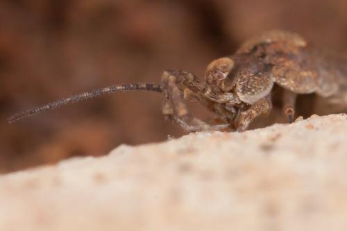 Réf. 245 895 : Catamachilis sp.